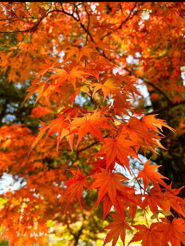 【水前寺成趣園】心がすっと整う、熊本の癒し庭園🌿
