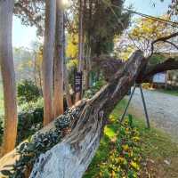 Lijiang Old Town (Yunnan)