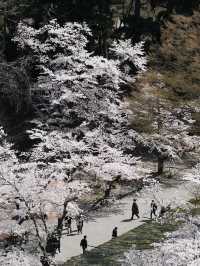 🏞️Fukushima Hidden Gem – Nature & Nostalgia on a Budget!
