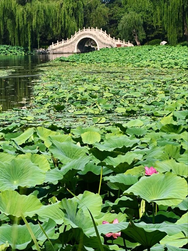 Yuanmingyuan: Beijing’s Lotus Wonderland