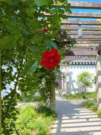 Blooming Roses at Keyuan Garden — Suzhou’s Springtime Star