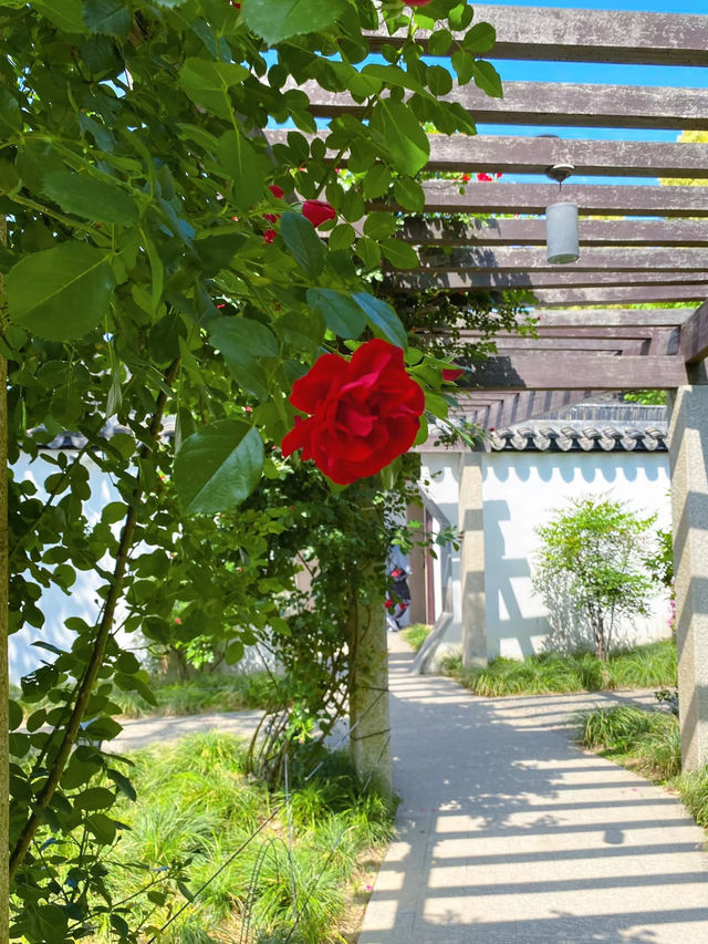 Blooming Roses at Keyuan Garden — Suzhou’s Springtime Star