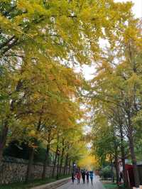 First Glimpse: The Ginkgo Boulevard of Yuanmingyuan