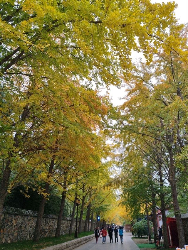 First Glimpse: The Ginkgo Boulevard of Yuanmingyuan