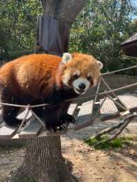 Shanghai Zoo Guide 🐼🌿