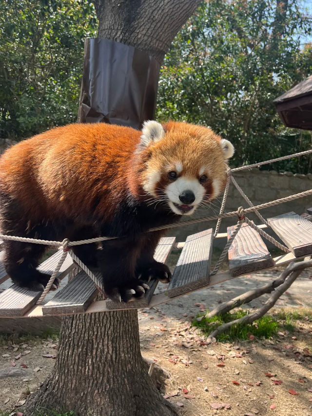 Shanghai Zoo Guide 🐼🌿