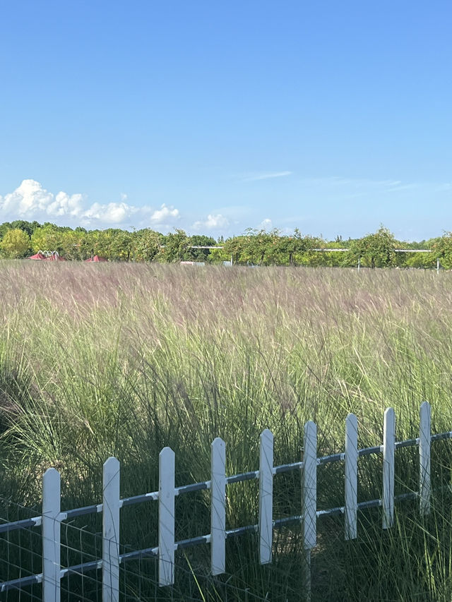 Jiabei Country Park Travel Guide｜A Floral & Countryside Escape Near Shanghai