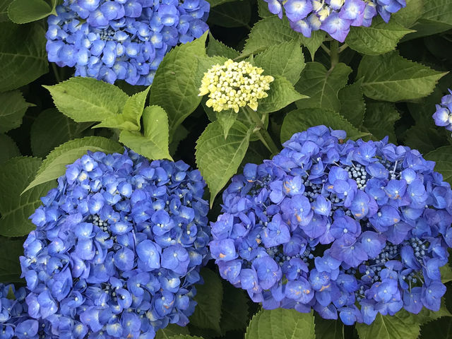 🌸 横浜新港中央広場の紫陽花から、ワールドポーターズ散策、エアキャビンで桜木町へ戻る旅
