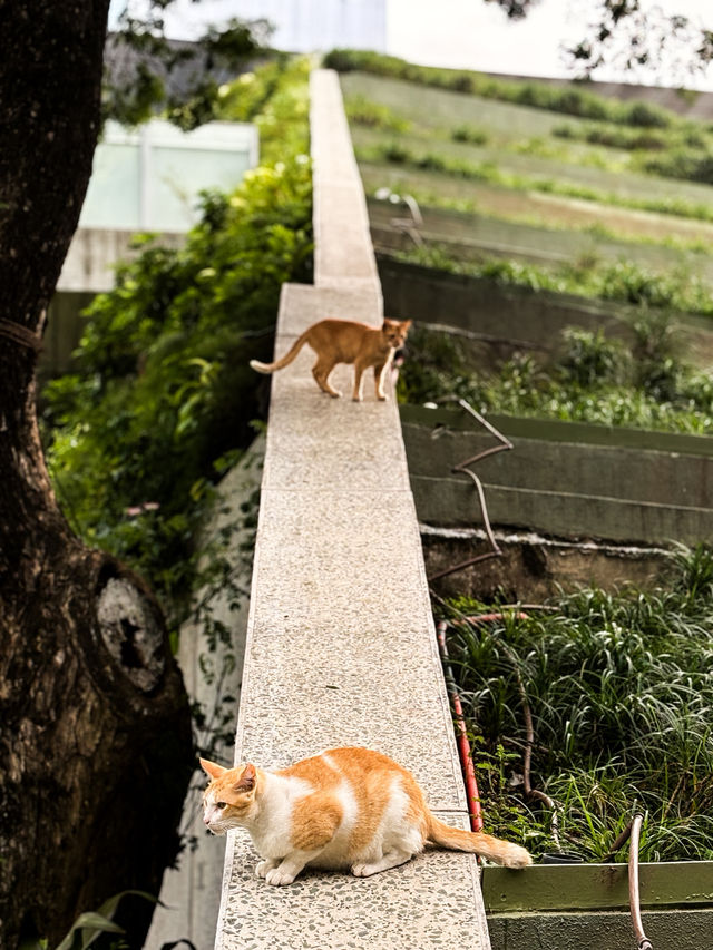 🇵🇭菲律賓馬尼拉阿亞拉三角公園