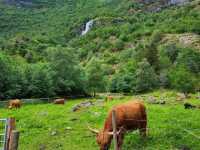 Scenic Fjord Adventures in Flam 