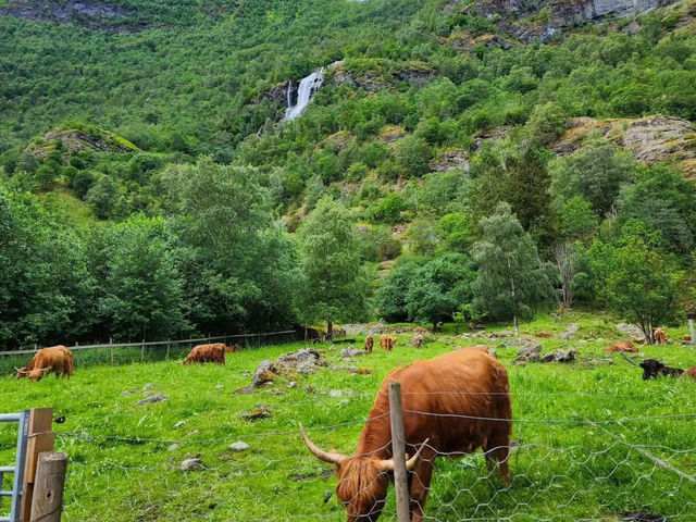 Scenic Fjord Adventures in Flam 