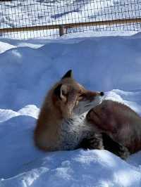 【旭川動物園｜北海道的雪國奇趣樂園】