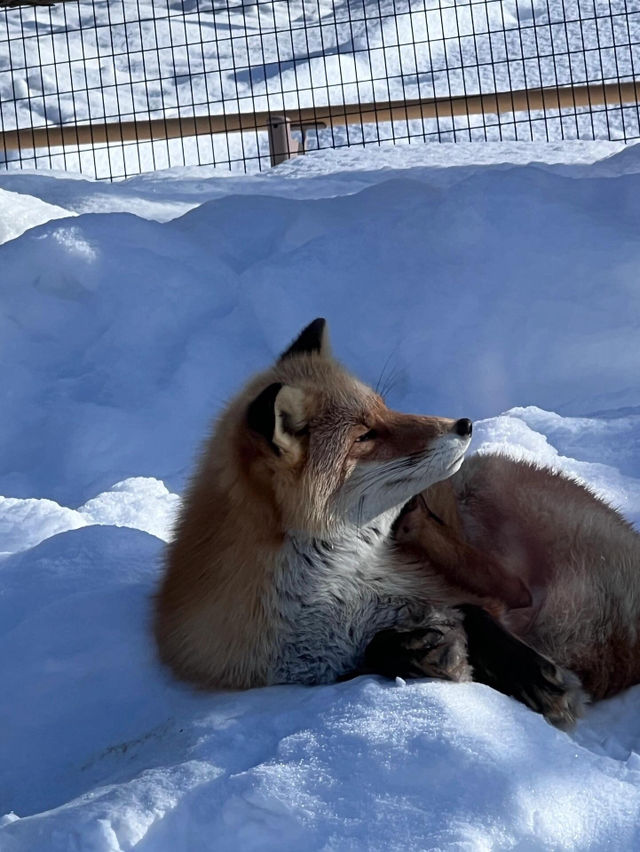 【旭川動物園｜北海道的雪國奇趣樂園】