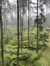 Discovering Serenity: A Journey Through Orchid Forest Cikole