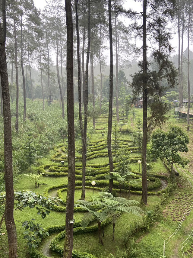 Discovering Serenity: A Journey Through Orchid Forest Cikole