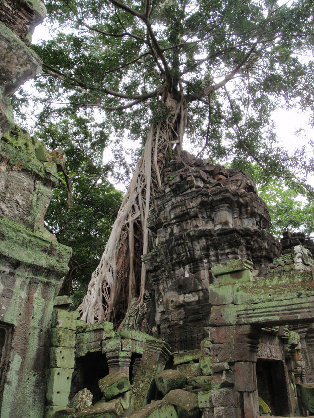 Ta Prohm, Cambodia: Where Roots Embrace Ruins