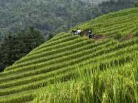 Rice Terrace Dream🌾
