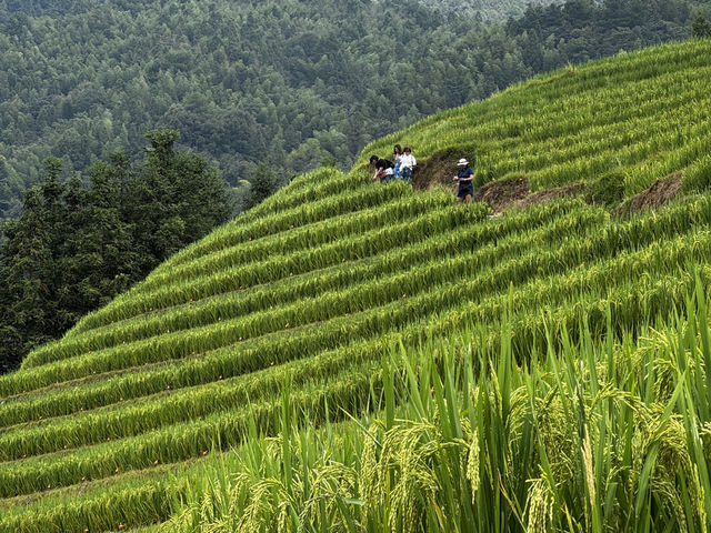 Rice Terrace Dream🌾