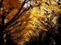 Meiji Jingu Gaien จุดชมใบไม้เปลี่ยนสีโตเกียว 🍂