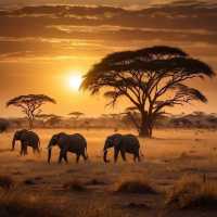 15-day luxury safari plan Zambia → Zimbabwe → Kenya → Tanzania,