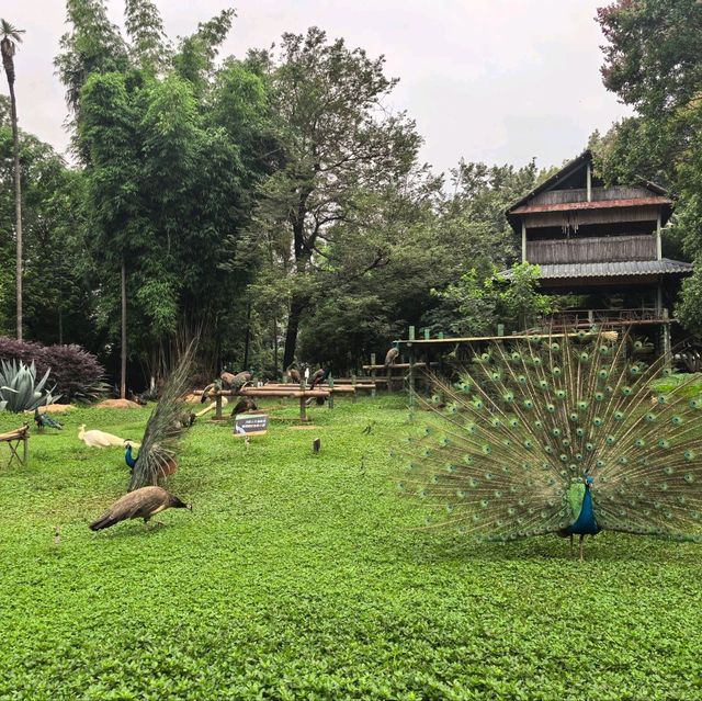 雲南昆明親子必去玩樂景點🏮昆明動物園