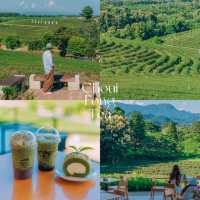 ไร่ชาฉุยฟง ใครมาเชียงรายต้องห้ามพลาด 🌱✨