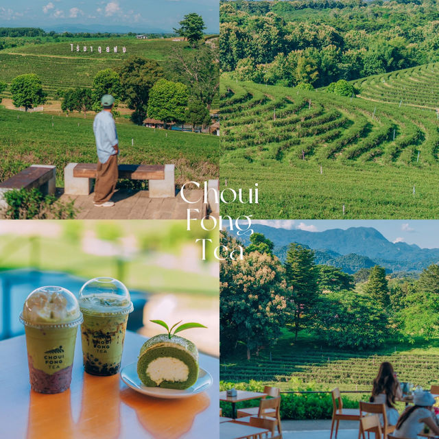 ไร่ชาฉุยฟง ใครมาเชียงรายต้องห้ามพลาด 🌱✨