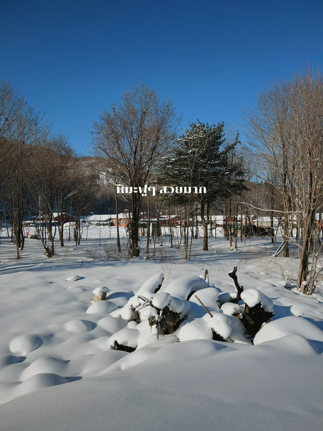 เที่ยว Snow Valley (Harbin) เดือนธันวาคม