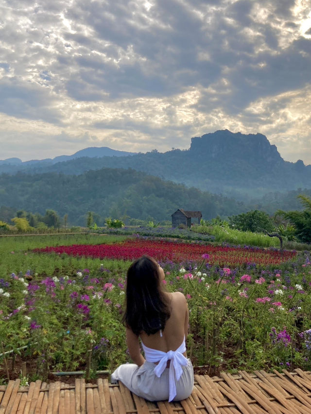 ไร่ภูผาหมวก : โฮมสเตย์เชียงใหม่กลางหุบเขาดอกไม้ ไร่ภูผาหมวก : โฮมสเตย์เชียงใหม่กลางหุบเขาดอกไม้