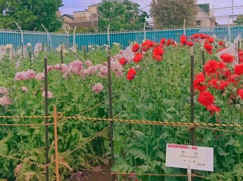 Discovering Nature’s Pharmacy at Tokyo Medicinal Plant Garden 🌿 Discovering Nature’s Pharmacy at Tokyo Medicinal Plant Garden 🌿