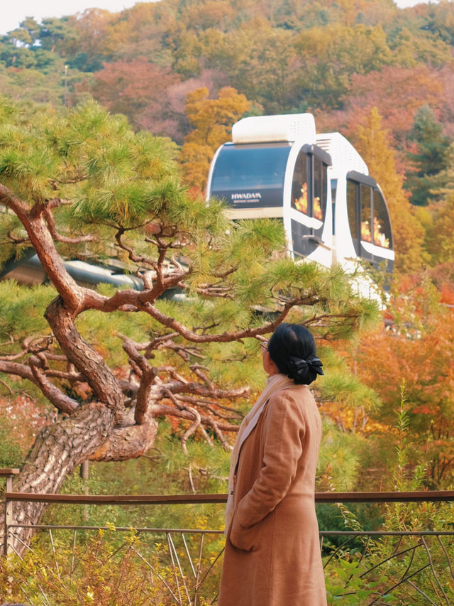 🌲 Hwadam Forest — A Hidden Autumn Paradise Just Outside Seoul