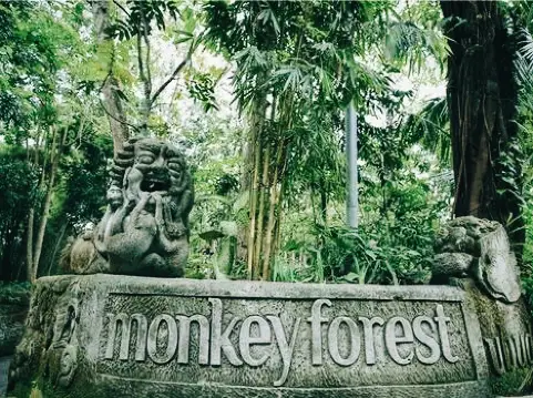 印尼🇮🇩聖猴森林公園