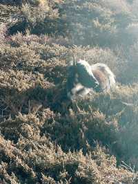 🇳🇵 尼泊爾|在神的國度,遇見天堂