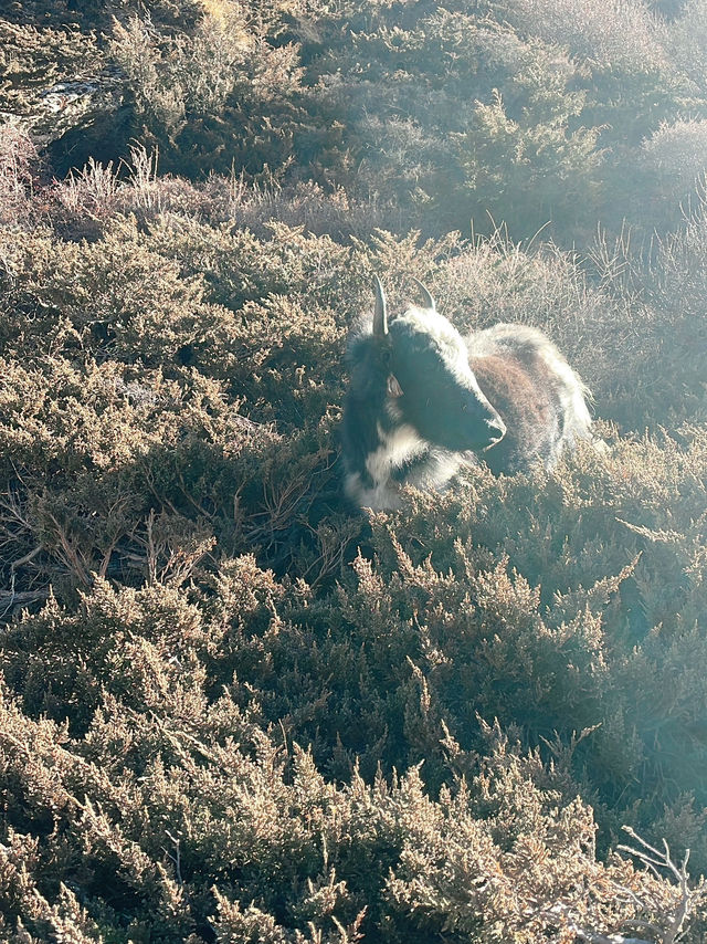 🇳🇵 尼泊爾|在神的國度,遇見天堂 🇳🇵 尼泊爾|在神的國度,遇見天堂