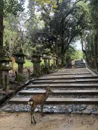 🦌 春日大社：燈塔與鹿共舞的神聖之地