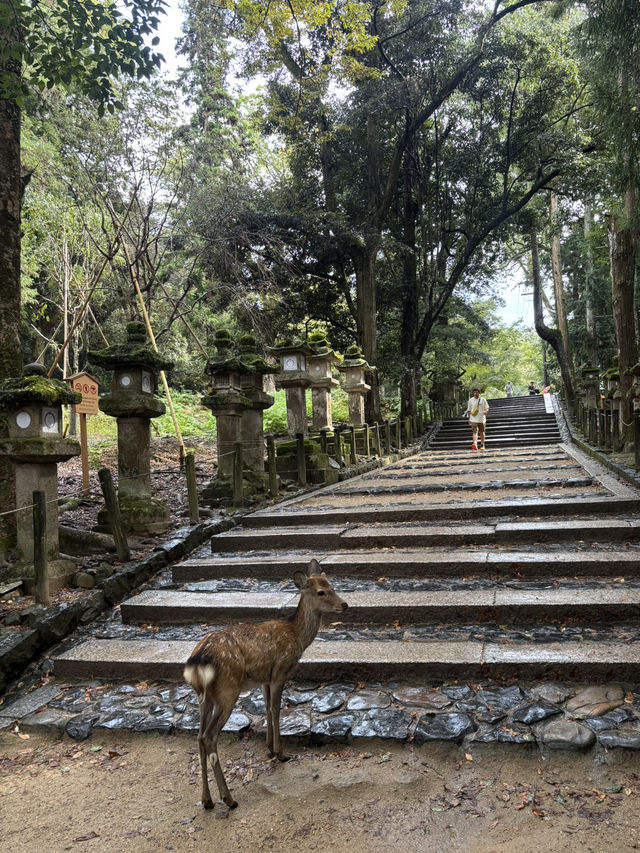 🦌 春日大社：燈塔與鹿共舞的神聖之地