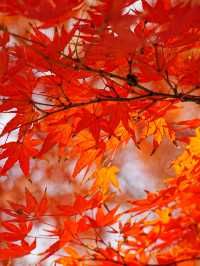 【拙政园】蘇州の秋を象徴するような🍁穏やかで美しい時間でした🍁