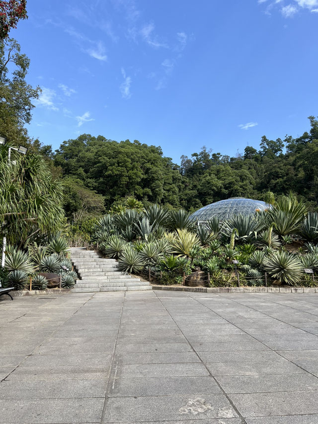 深圳秋日落羽松打卡|仙湖公園浪漫湖邊漫步🌲🍁 深圳秋日落羽松打卡|仙湖公園浪漫湖邊漫步🌲🍁