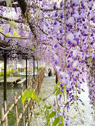 [Hyogo Prefecture] A Breathtaking Shower of Kyushaku Wisteria Flowers in Hyogo..