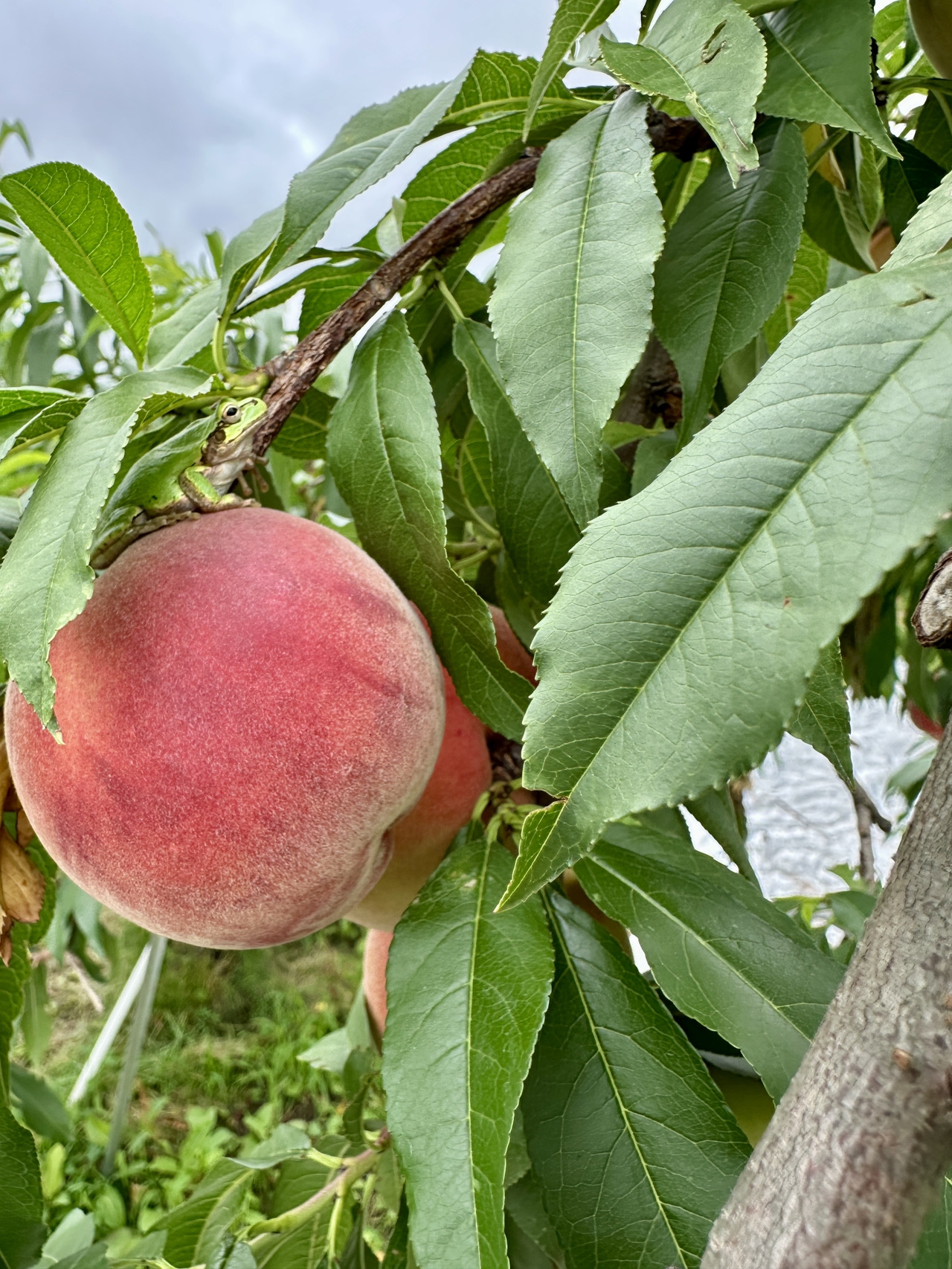 Pengalaman Pertama Saya Memetik Buah Persik di Jepang 🍑
