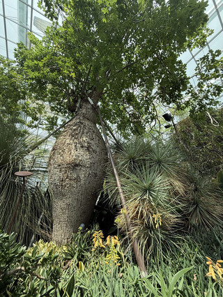 Walking Among Giants: The Bottle Trees of Flower Dome