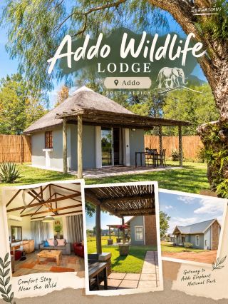 🌿 Addo Wildlife Lodge — พักสบายท่ามกลางบรรยากาศซาฟารีใน Addo

ถ้ามาเที่ยว Addo Elephant National Park แล้วกำลังมองหาที่พักที่ให้บรรยากาศเป็นธรรมชาติ แต่ยังคงความสะดวกสบายแบบ Lodge ที่นี่เป็นอีกตัวเลือกที่น่าสนใจมาก

Addo Wildlife ตั้งอยู่บนถนน R335 ในเมือง Addo และอยู่ใกล้กับ Addo Elephant National Park โดยที่พักมีทั้ง Standard Cottages, Luxury Chalets และ Family Suites ให้เลือกตามจำนวนผู้เข้าพัก 

🏡 ห้องพักสไตล์กระท่อมกลางสวน

จากภาพที่พักให้ความรู้สึกเหมือนบ้านพักส่วนตัวมากกว่าโรงแรม ตัวอาคารมีทั้งหลังคาทรงลาดและหลังคามุงจาก รายล้อมด้วยสนามหญ้า ต้นไม้ และพื้นที่เปิดโล่ง

ห้องที่เข้าพักมีพื้นที่กว้างพอสมควร ภายในตกแต่งด้วยไม้และโทนสีอบอุ่น มีทั้งมุมนั่งเล่น โต๊ะทำงาน เครื่องปรับอากาศ และพื้นที่สำหรับพักผ่อน ทำให้หลังกลับจาก Safari แล้วสามารถกลับมานั่งเล่นแบบสบาย ๆ ได้

Standard Cottage ของที่นี่มีห้องน้ำในตัว เตียง King-size, Wi-Fi, เครื่องปรับอากาศ, ตู้เย็นขนาดเล็ก รวมถึงพื้นที่รับประทานอาหารด้านนอกและเตาปิ้งย่าง 

🌳 ชอบที่สุดคือบรรยากาศรอบห้อง

สิ่งที่ทำให้ที่นี่รู้สึกแตกต่างจากโรงแรมทั่วไปคือ พื้นที่สีเขียวรอบ ๆ ห้องพัก

หน้าห้องมีระเบียงเล็ก ๆ พร้อมโต๊ะและเก้าอี้ เหมาะกับการออกมานั่งรับอากาศในช่วงเช้า ส่วนด้านหลังเป็นพื้นที่สวนและทุ่งโล่ง มองเห็นต้นไม้และธรรมชาติของ Eastern Cape ได้แบบไม่ต้องออกจากที่พัก

บรรยากาศค่อนข้างเงียบ เหมาะกับการกลับมาพักหลังจากใช้เวลาหลายชั่วโมงในอุทยาน

🐘 ที่พักสำหรับคนมา Safari

Addo Wildlife ไม่ได้เป็นเพียงที่พัก แต่ยังมี Wildlife Centre และกิจกรรม Game Drive ทั้งในพื้นที่ Private Game Reserve และทริปเข้าสู่ Addo Elephant National Park โดยสามารถจองผ่านที่พักได้ 

ภายในยังมีสระว่ายน้ำ ร้านอาหาร Tangelo Restaurant บาร์ พื้นที่ Braai และ Wi-Fi ฟรี เรียกว่ากลับจาก Safari แล้วสามารถใช้เวลาที่เหลือพักผ่อนอยู่ใน Lodge ได้เลย 

🍊 Tangelo Restaurant

อีกอย่างที่สะดวกคือมีร้านอาหารอยู่ภายในที่พัก ทำให้ไม่จำเป็นต้องขับรถออกไปหาอาหารหลังกลับจากเที่ยว

Tangelo Restaurant เน้นอาหารสไตล์ South African ที่ใช้วัตถุดิบท้องถิ่น และมีพื้นที่นั่งทั้งด้านในและด้านนอก 

📍 Addo Wildlife
R335, Addo, Eastern Cape, South Africa

สำหรับการเดินทางแบบ Road Trip ผ่าน Eastern Cape ที่นี่ให้ความรู้สึกเหมาะมากกับการใช้เป็น ฐานพักสำหรับเที่ยว Addo Elephant National Park — กลางวันออกไปตามหาช้างและสัตว์ป่า พอตกเย็นกลับมานั่งเล่นใต้ต้นไม้บนสนามหญ้า เป็นจังหวะการเดินทางที่เรียบง่ายและเข้ากับบรรยากาศของ Addo มาก ๆ

ภาพถ่ายจากต้นฉบับที่ถ่ายด้วยตัวเอง

#Addo #AddoWildlife #AddoElephantNationalParkPark #SouthAfrica #Safari