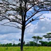 Saadani National Park - Tanzania 