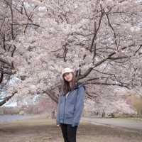 Cherry Blossoms in Boston @ Charles River Esplanade