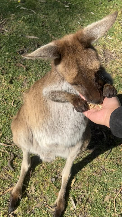 Come with me to Urimbirra Wildlife Park! 🇦🇺