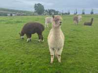 Heads Of Ayr Farm Park 🇬🇧