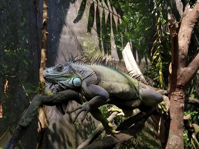 Singapore Zoo 🗺️