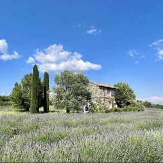 <法國 Saignon 🇫🇷> 純種薰衣草田 💜