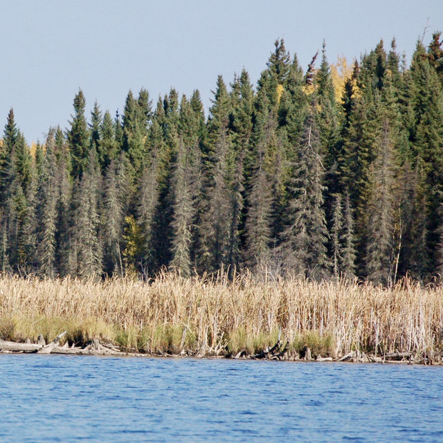 Autumn Views from the Boat at Red Lake 🍁🛥️