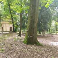 Spot the Ducks and Squirrels of Monza Park! 🦆🐿️
